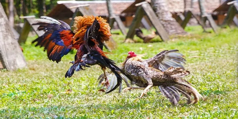 Tham khảo bảng thống kê phong độ chiến kê